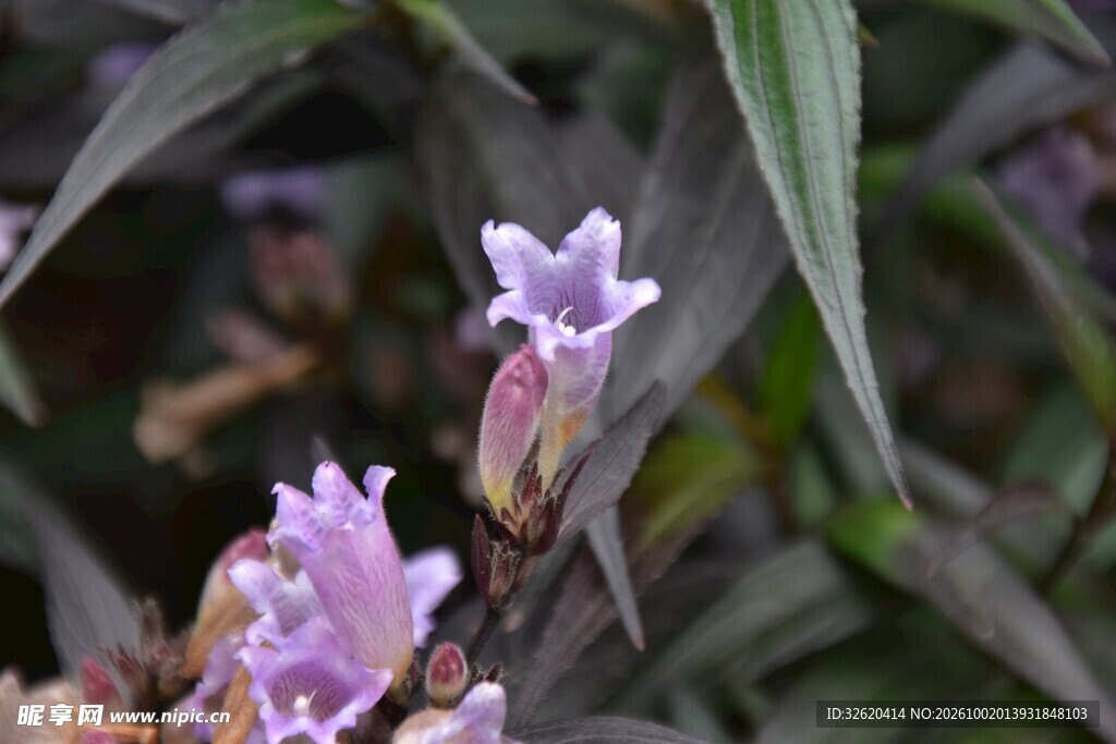 淡紫色小花
