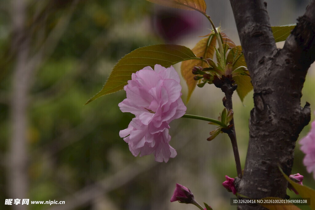春日粉樱花