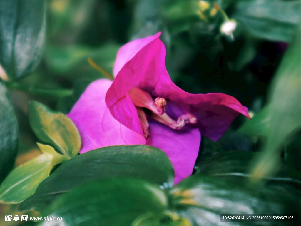紫粉色野花