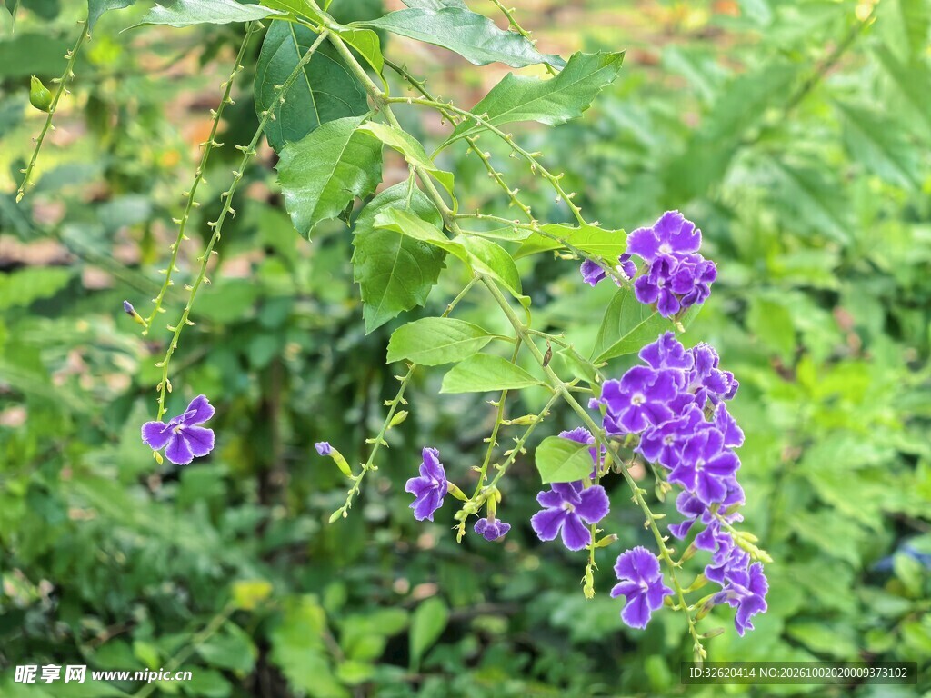 丛中紫色花簇