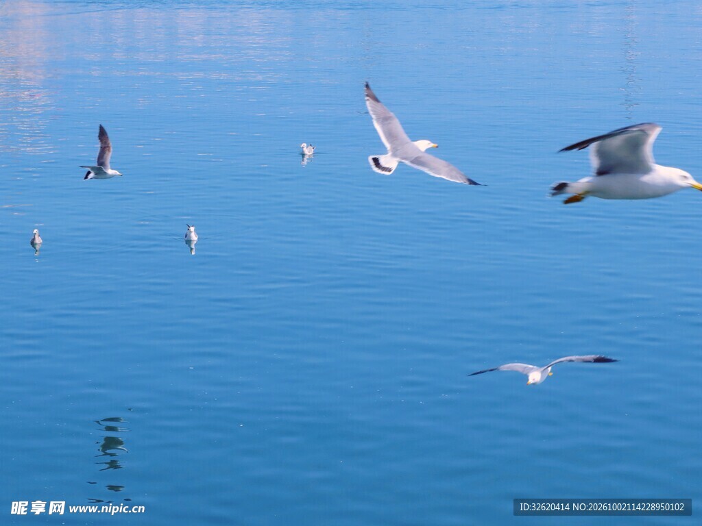 群鸥掠过蓝色海面