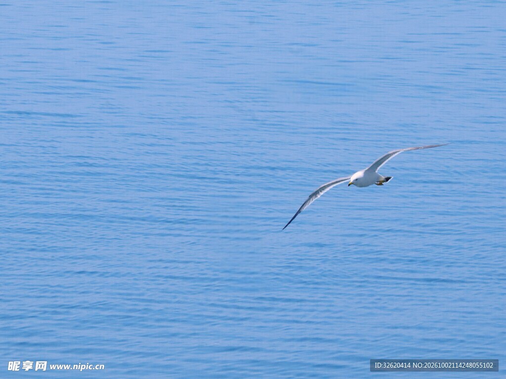 海面飞翔的海鸟