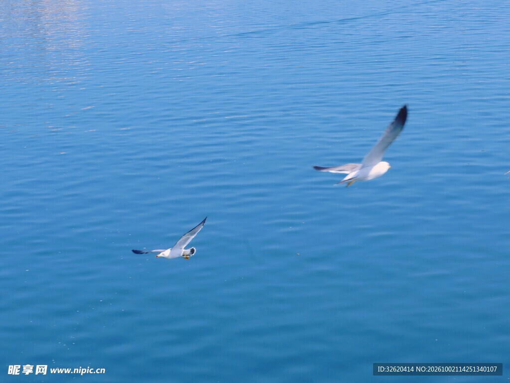 湖面飞翔的海鸥