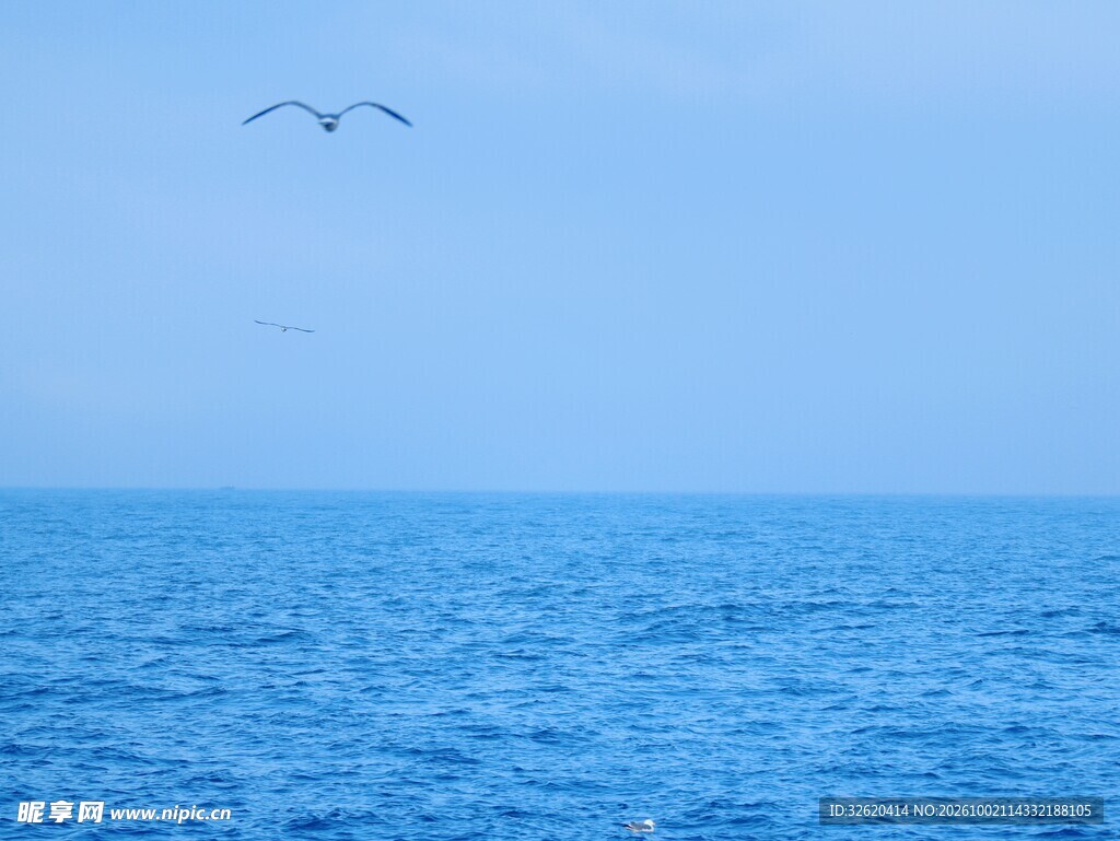 碧海蓝天飞鸟