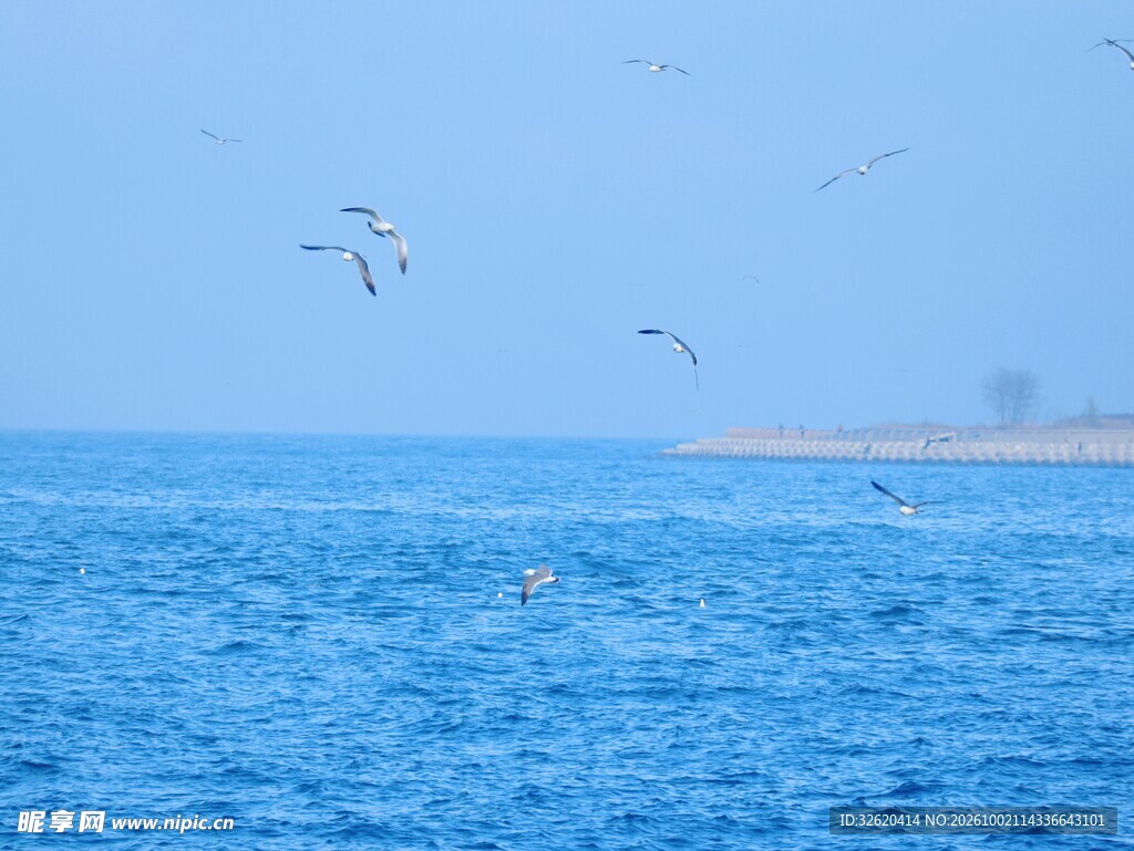 碧海蓝天飞鸟海景