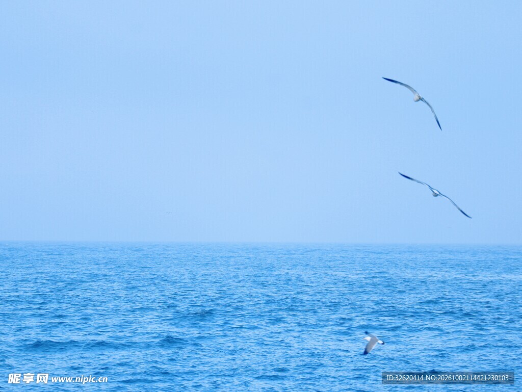 碧海蓝天海鸥飞翔