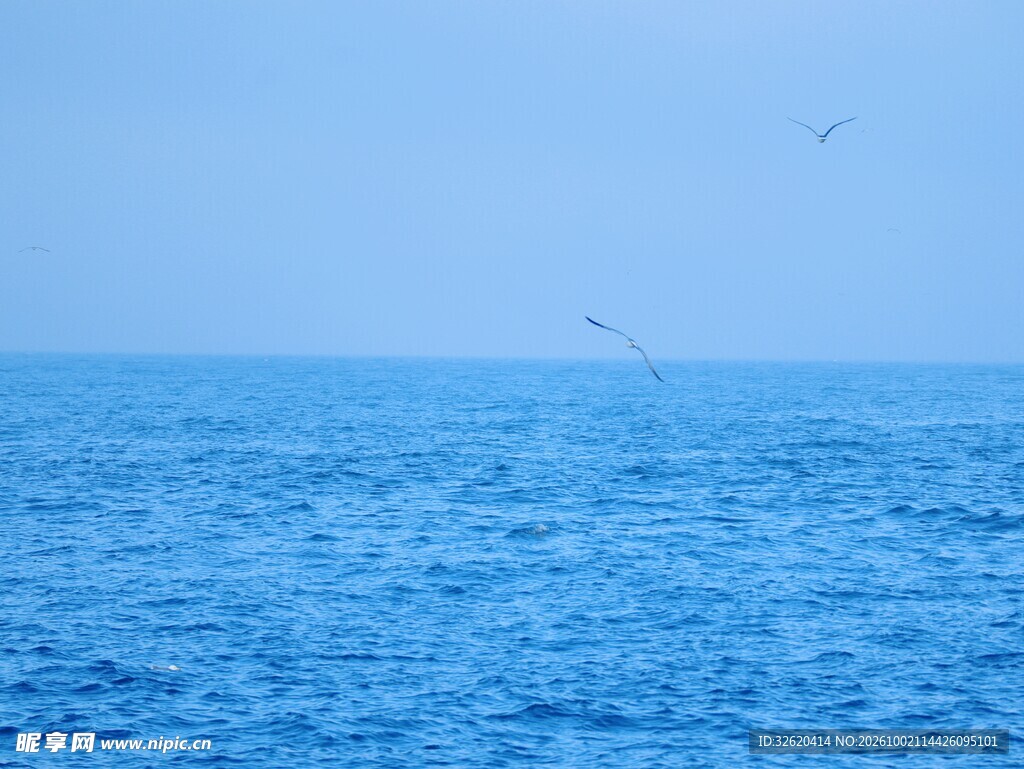 碧海蓝天飞鸟海景