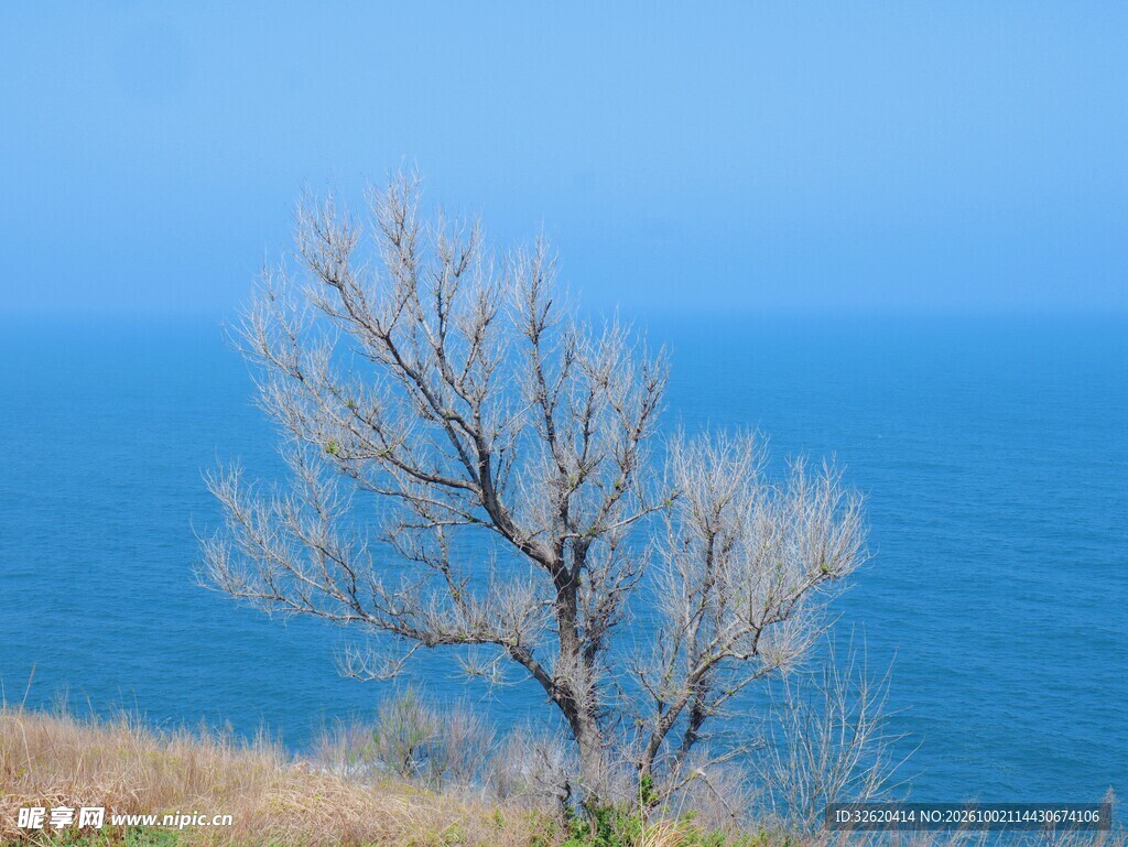 海边孤树晴空海景