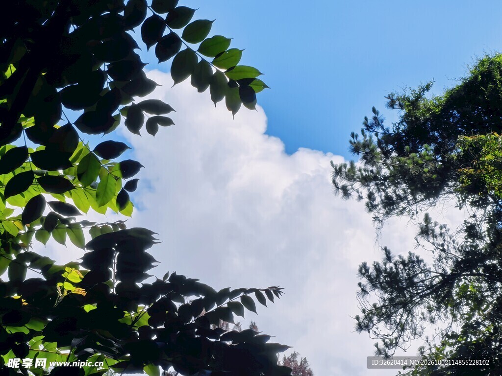 叶隙间蓝天白云