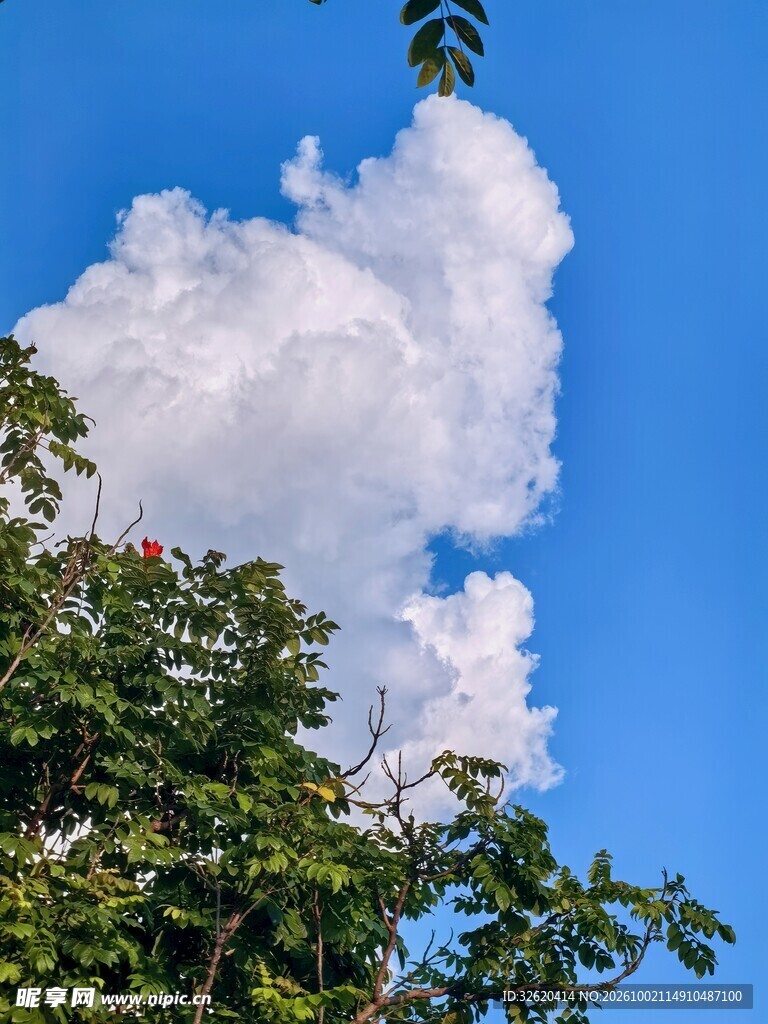 蓝天绿树白云自然风景