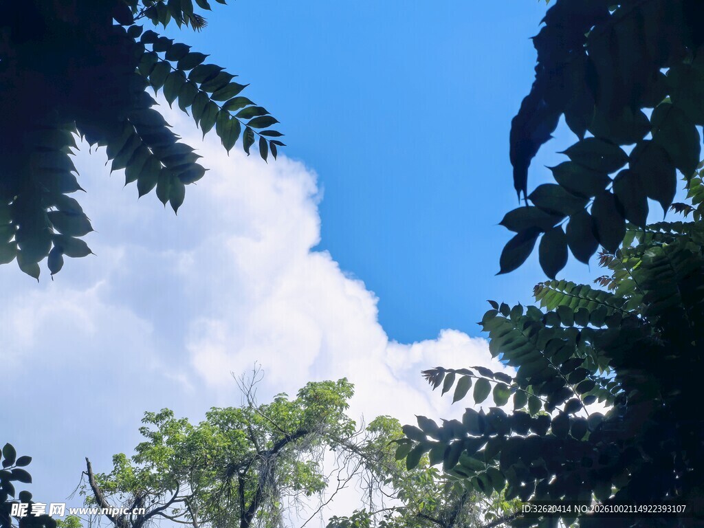 林间仰观蓝天白云