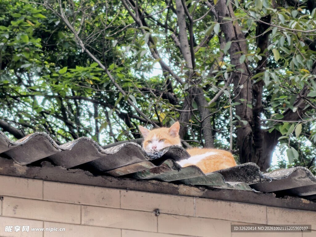 屋顶晒太阳的橘猫