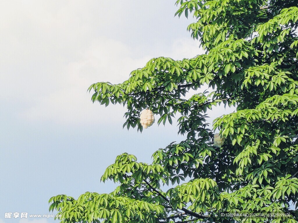 晴日绿树清新小景