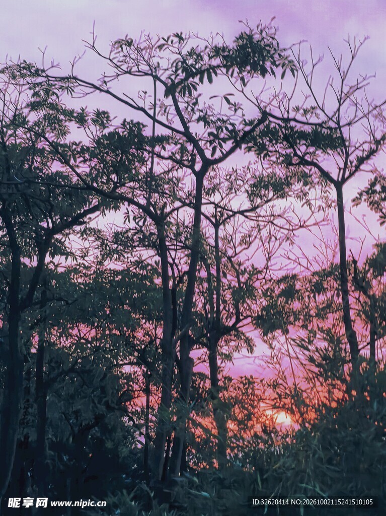 林间朦胧暮色风景