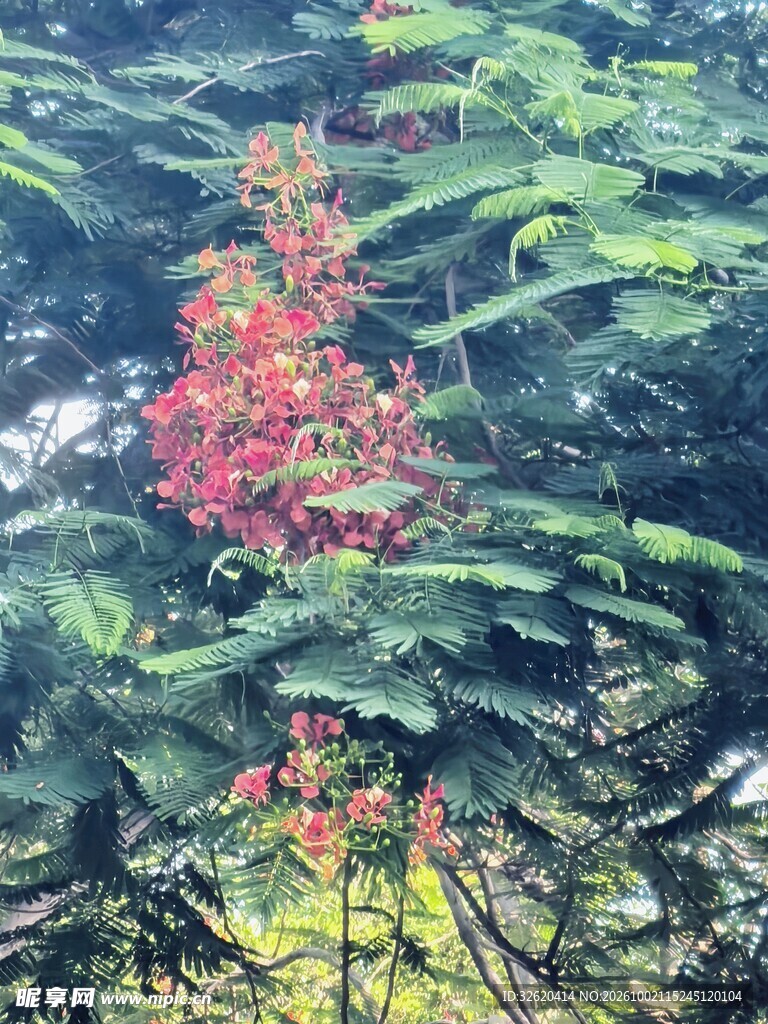 绿叶间红色花簇