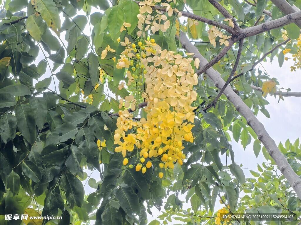枝头盛放黄色花簇