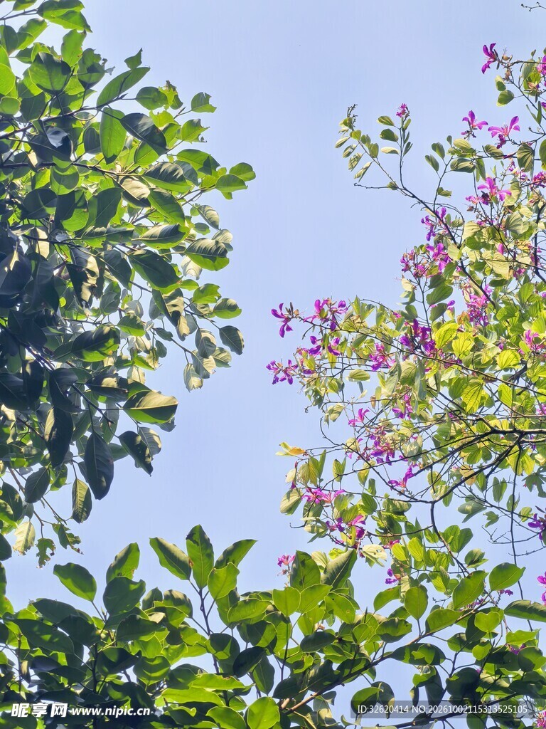 仰拍蓝天绿植紫花
