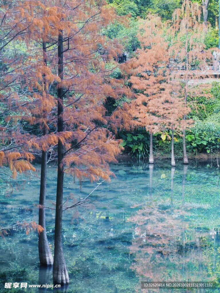 秋日水杉湖景