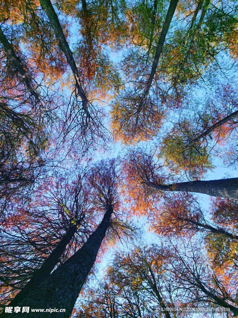 秋日树林水面倒影