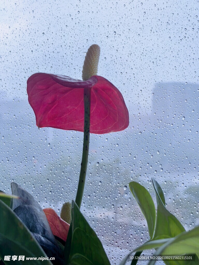 红掌花卉