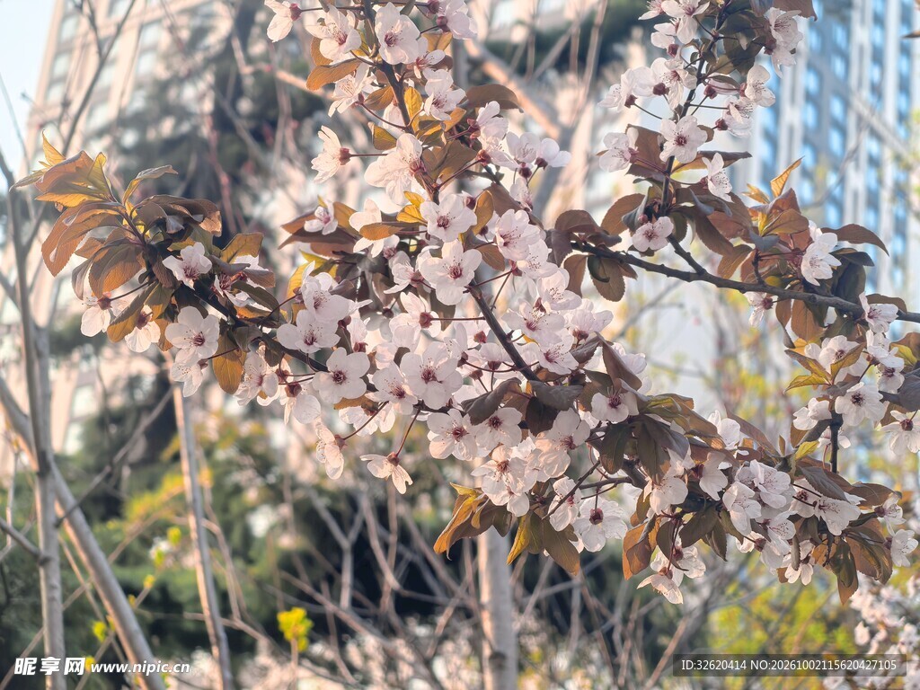 春日烂漫樱花枝
