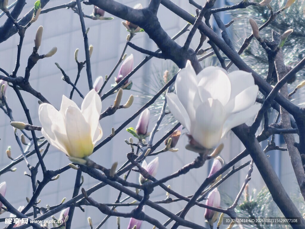 枝头盛放白玉兰