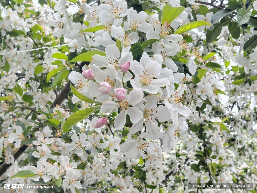 春日枝头白花盛放