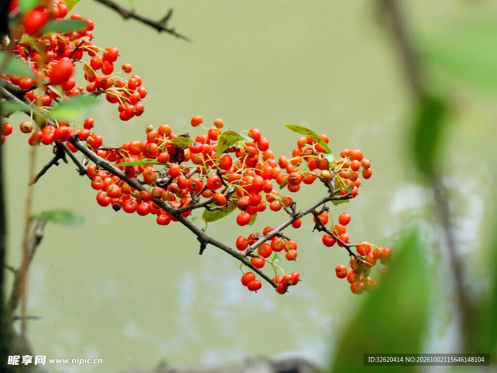 枝头红果