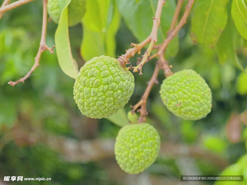 挂在枝头的青荔枝