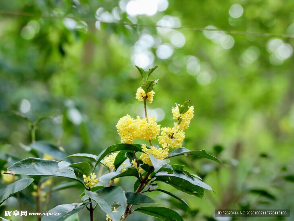 林间金桂花开