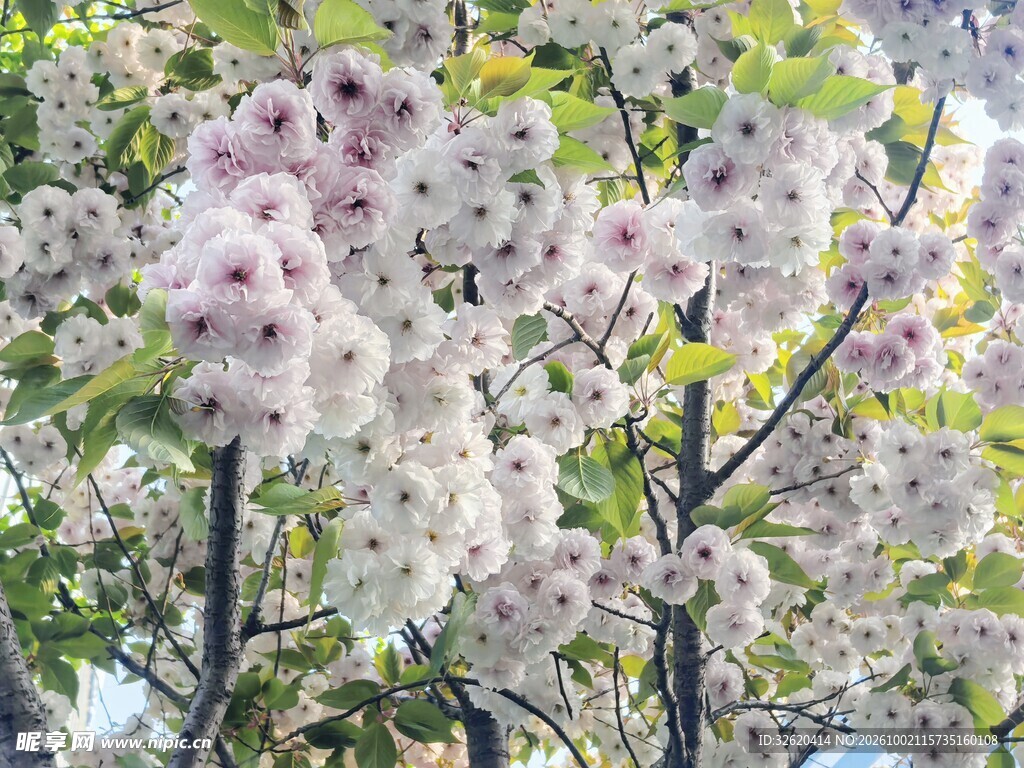 春日泡桐花满枝