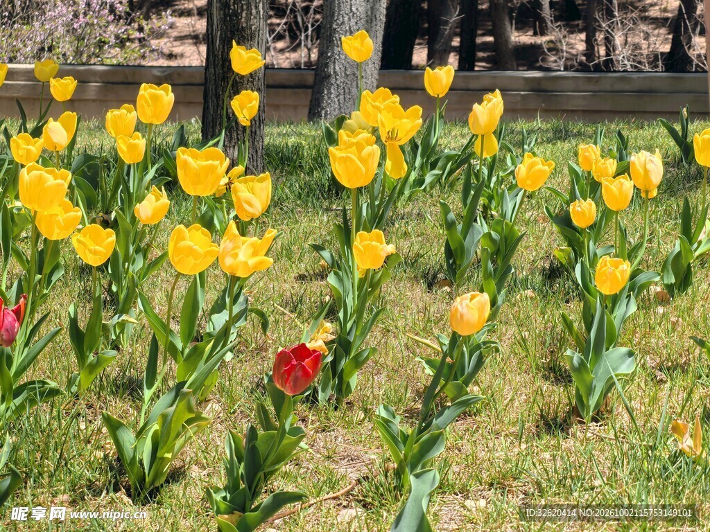 春日公园郁金香花丛