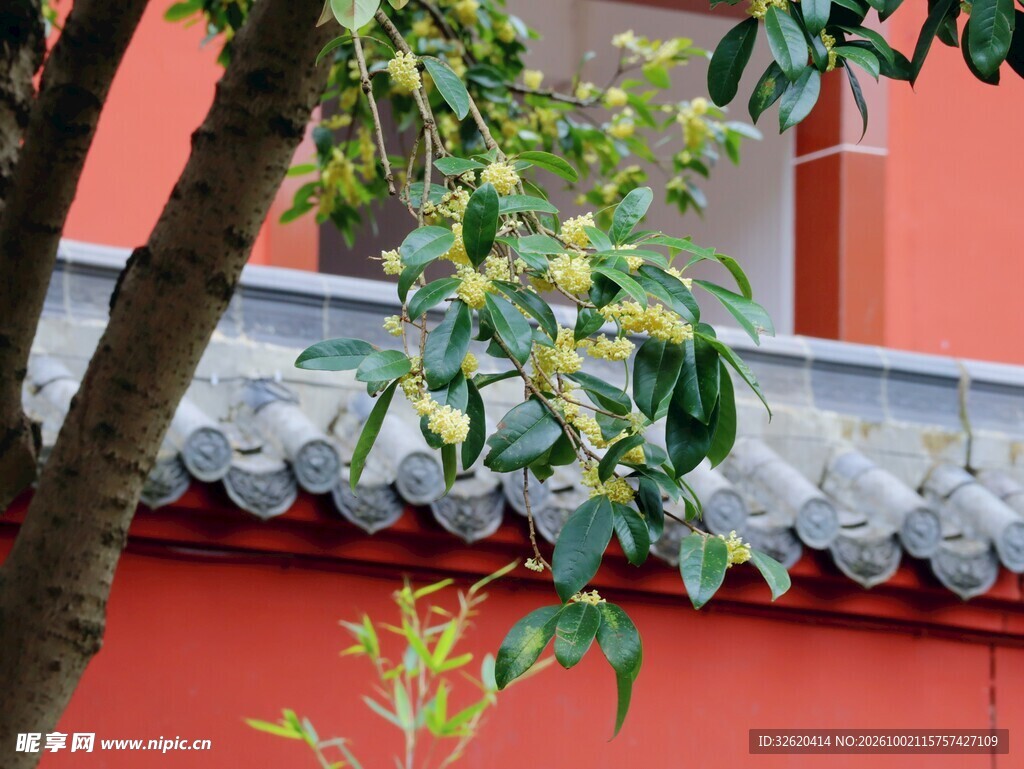 红墙旁桂花盛放