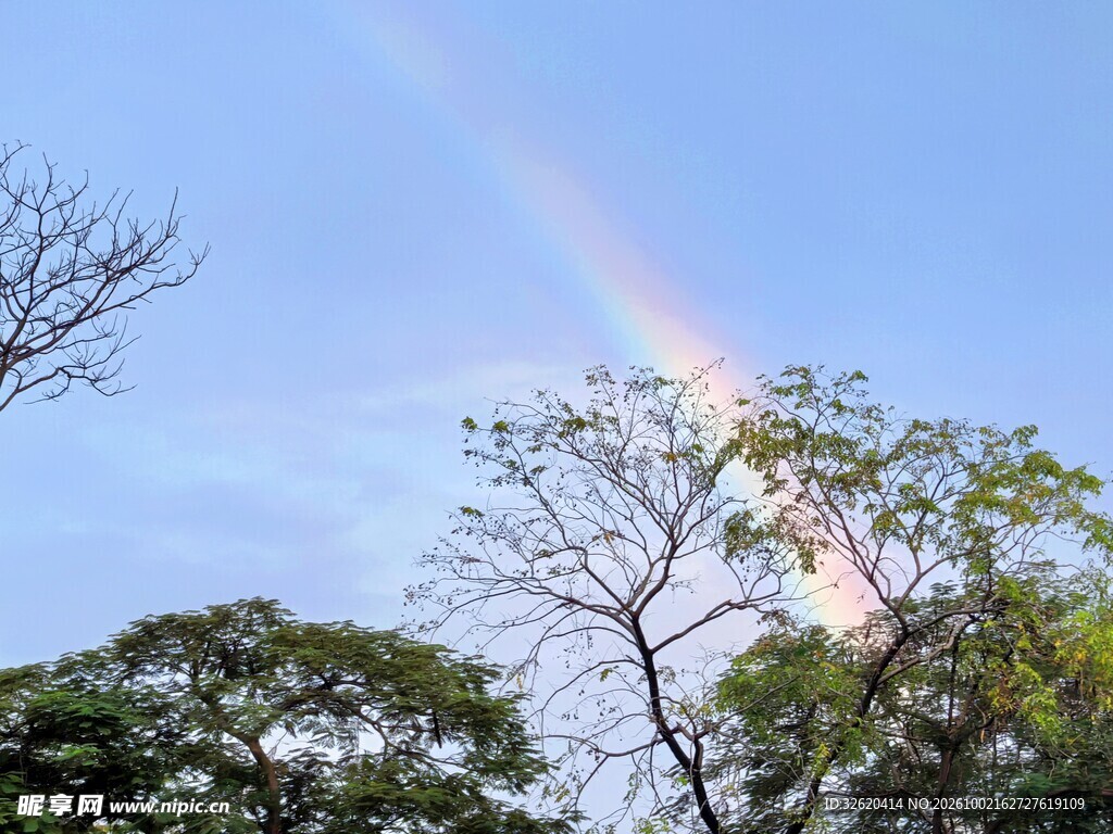 树梢上空的彩虹