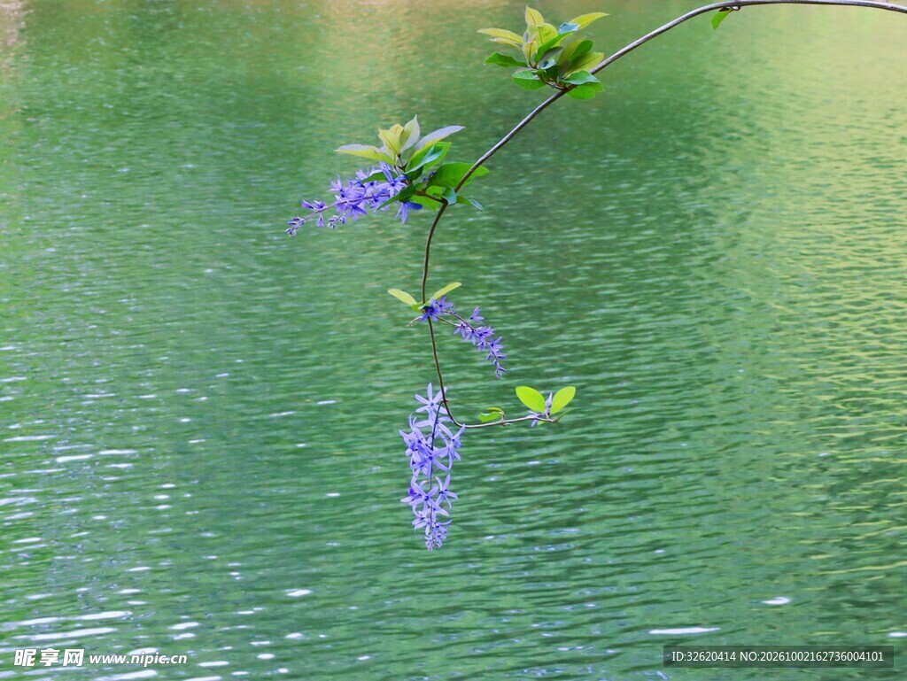 临水紫花垂枝小景