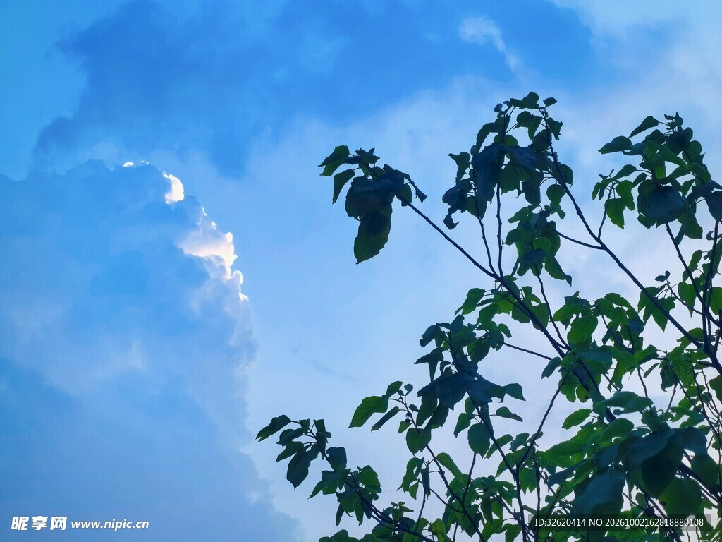 晴空下的枝叶