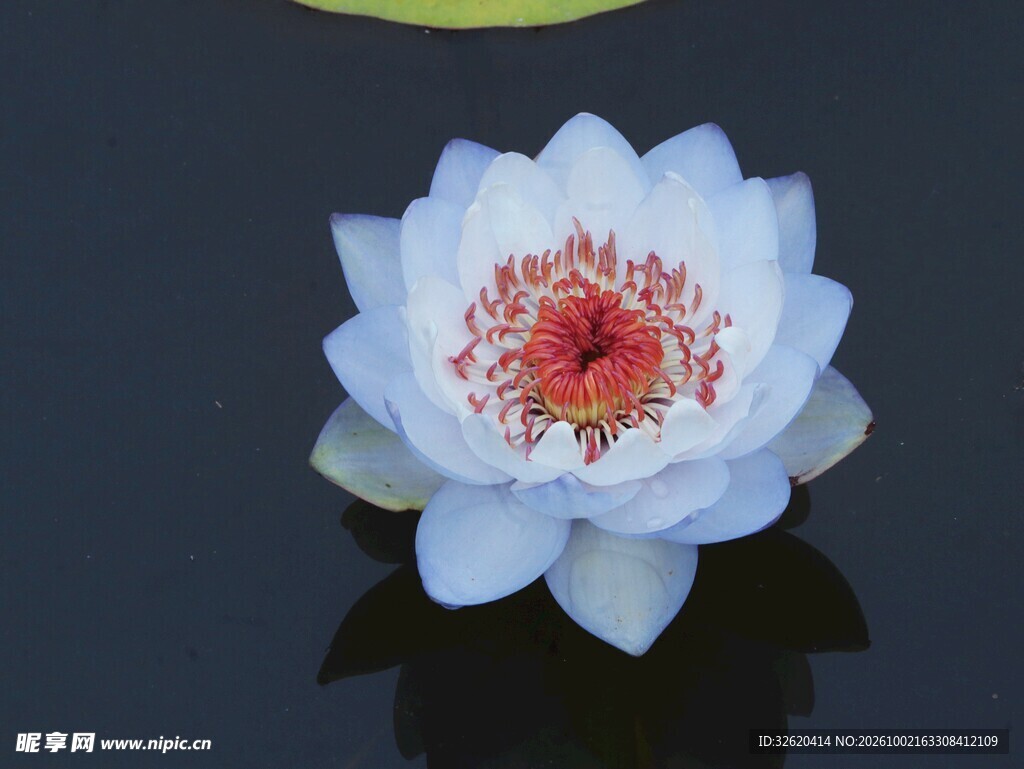 白色睡莲静浮水面