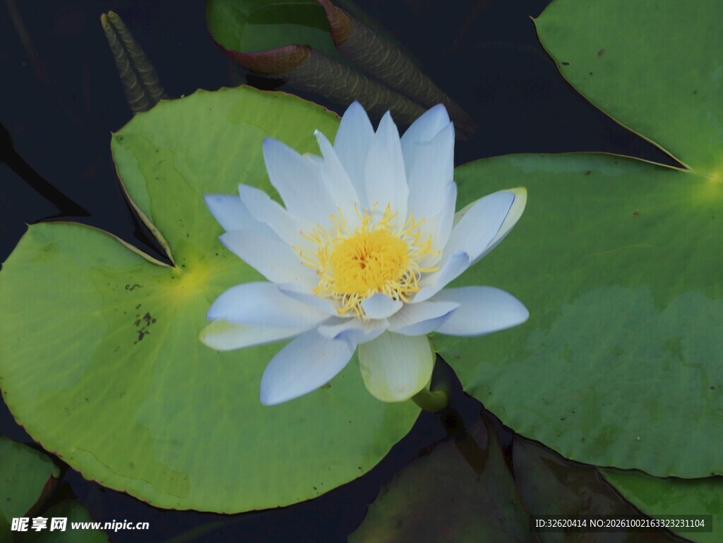 白睡莲花开