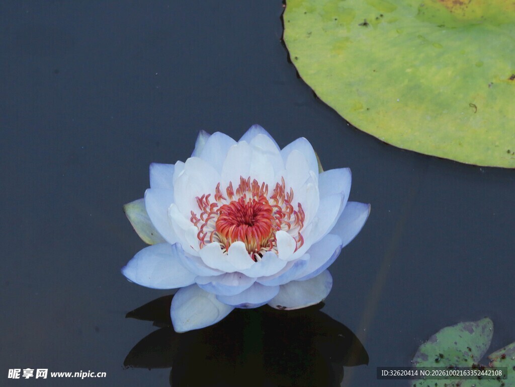 盛开的白色睡莲