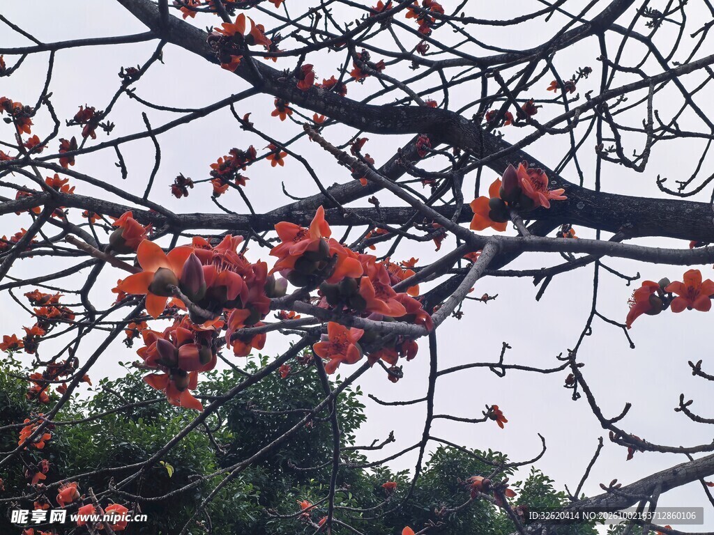 仰拍枝头红棉花开