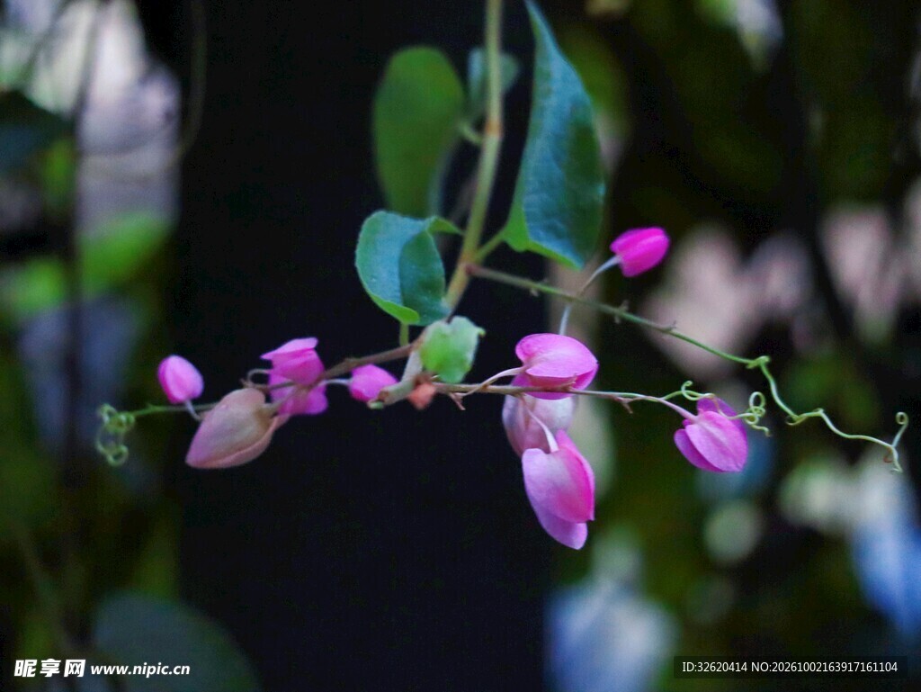 朦胧粉紫花蔓