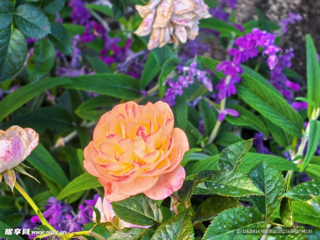 庭院花丛花卉景观
