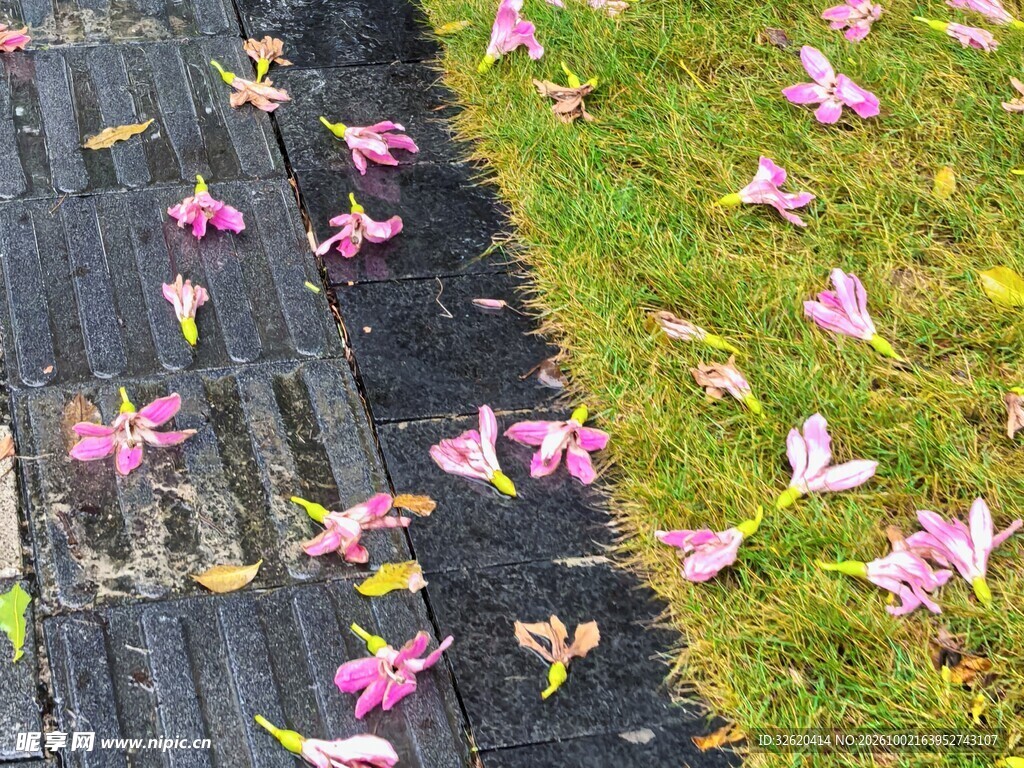 落花步道春日小景