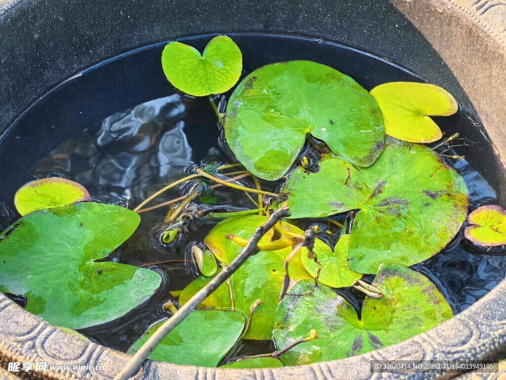 水生浮叶绿植