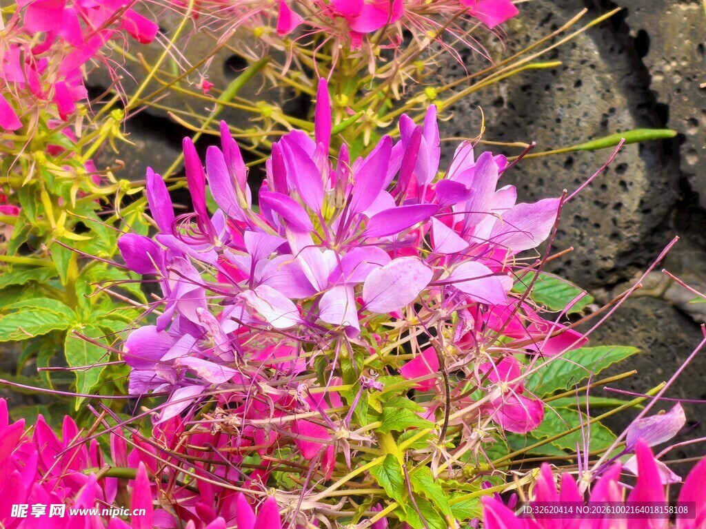 粉紫醉蝶花