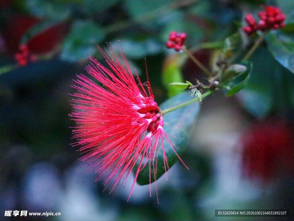 红色绒花