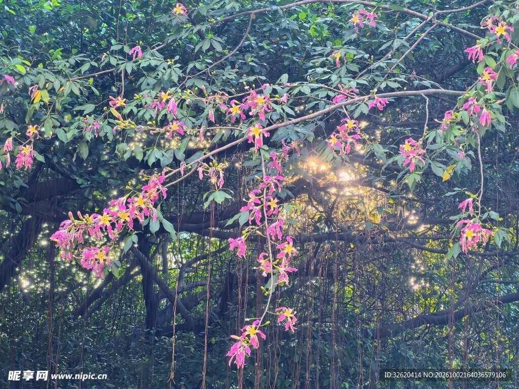 春日垂枝粉花小景