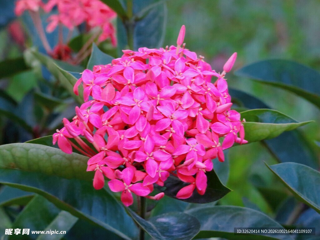 艳丽粉色龙船花