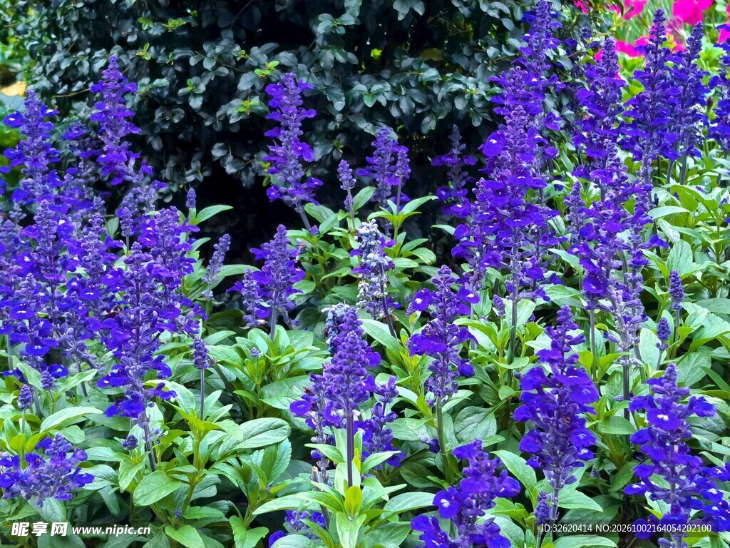 紫色鼠尾草花丛