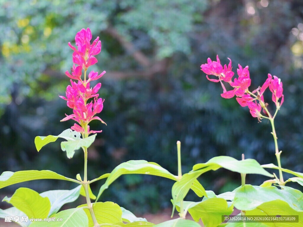玫红穗状观赏花卉